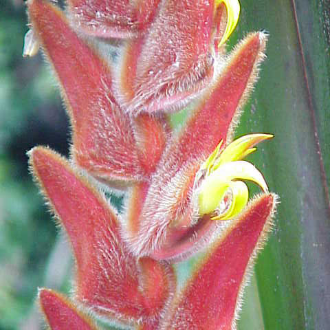 Heliconia vellerigera unspecified picture