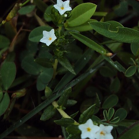 Heliotropium marifolium unspecified picture