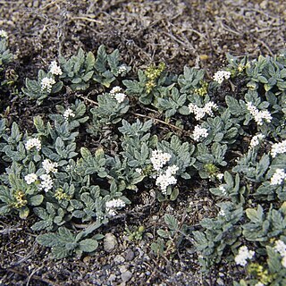 Heliotropium crispum unspecified picture