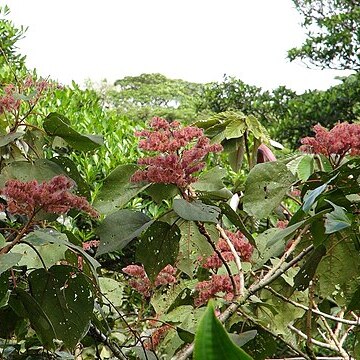 Heliocarpus unspecified picture