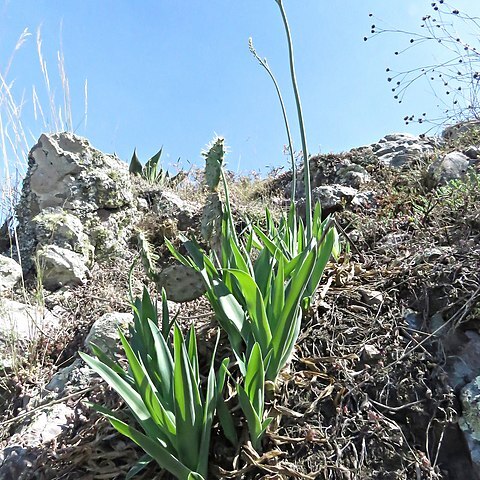 Hemiphylacus unspecified picture