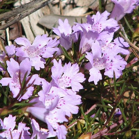 Hemiandra unspecified picture