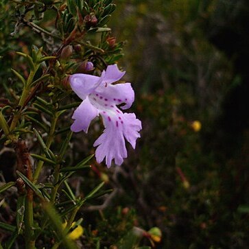 Hemiandra unspecified picture