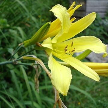 Hemerocallis citrina unspecified picture