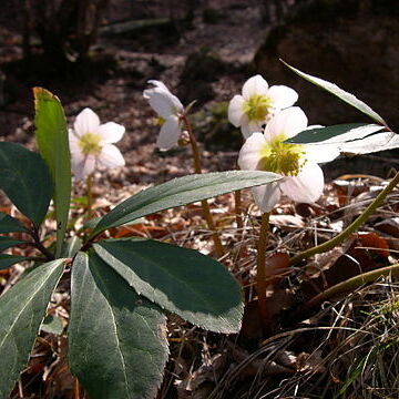 Helleborus unspecified picture