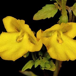 Hemimeris racemosa unspecified picture