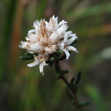 Cryptandra ericoides unspecified picture