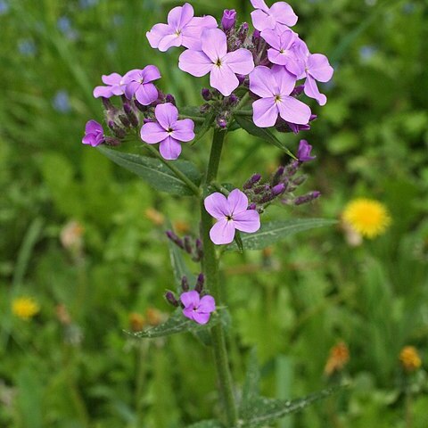 Hesperis sibirica unspecified picture