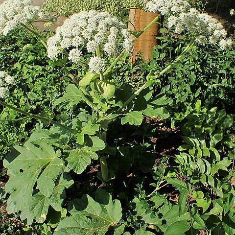 Heracleum platytaenium unspecified picture