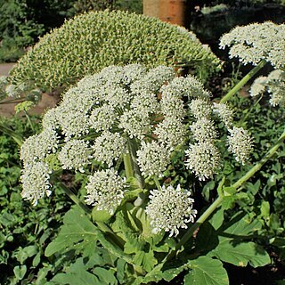 Heracleum platytaenium unspecified picture