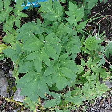 Heracleum candicans unspecified picture