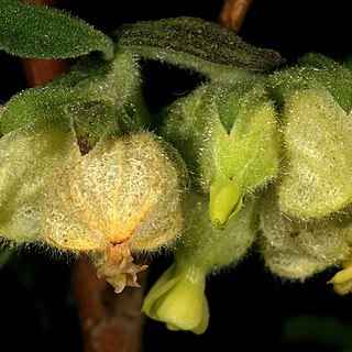 Hermannia hyssopifolia unspecified picture