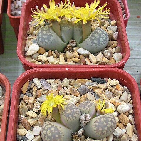 Lithops hermetica unspecified picture