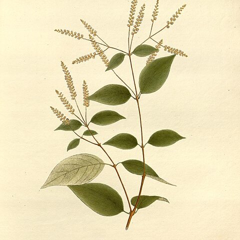 Hebanthe spicata unspecified picture