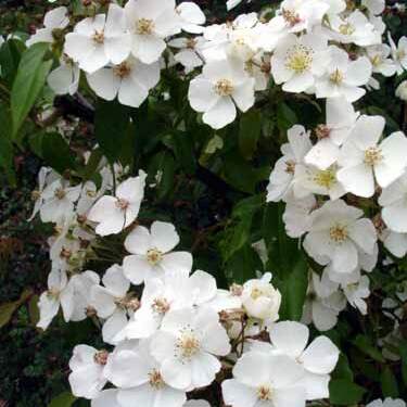 Rosa henryi unspecified picture