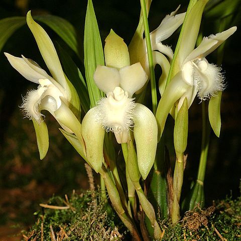 Sudamerlycaste cobbiana unspecified picture