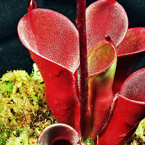 Heliamphora pulchella unspecified picture