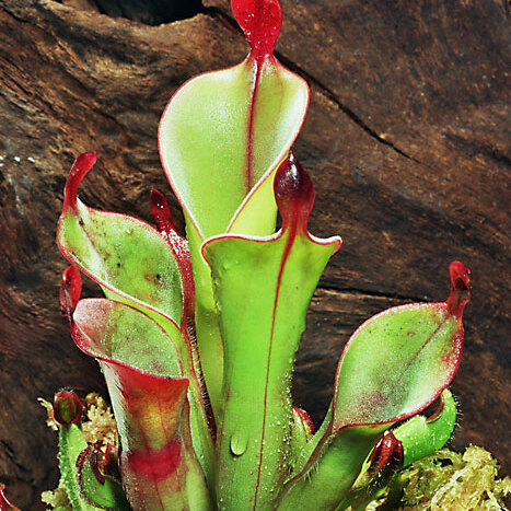 Heliamphora chimantensis unspecified picture