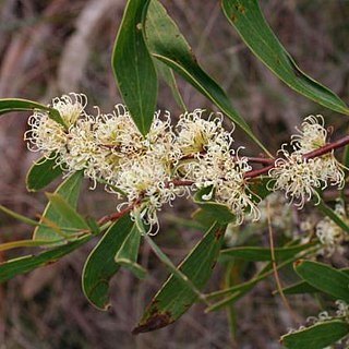 Hakea florulenta unspecified picture