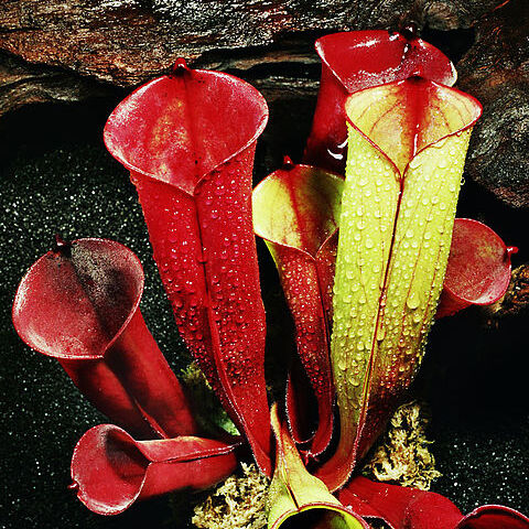 Heliamphora folliculata unspecified picture