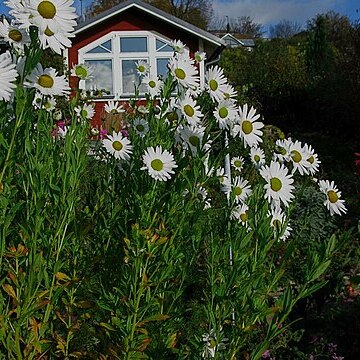 Leucanthemella unspecified picture