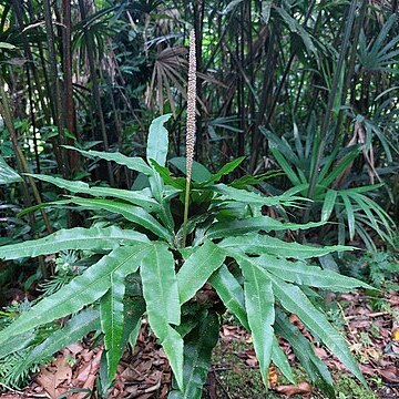 Helminthostachys zeylanica unspecified picture