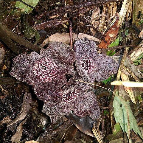 Asarum villisepalum unspecified picture