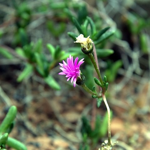 Hallianthus planus unspecified picture