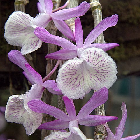 Dendrobium polyanthum unspecified picture