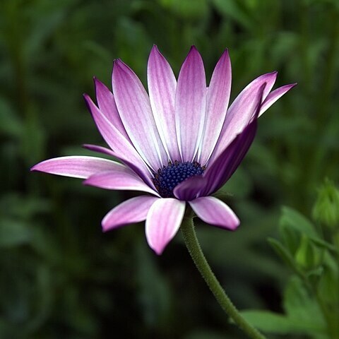 Dimorphotheca jucunda unspecified picture