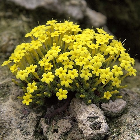 Dionysia khuzistanica unspecified picture