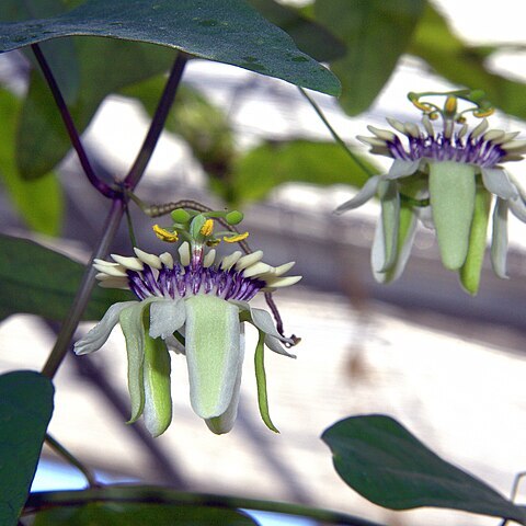 Passiflora colinvauxii unspecified picture