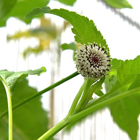 Scalesia divisa unspecified picture