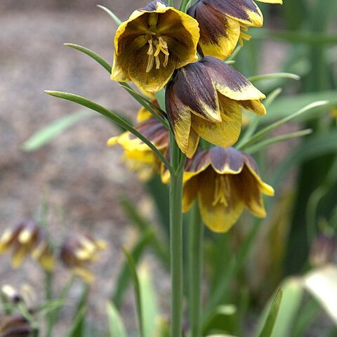 Fritillaria reuteri unspecified picture