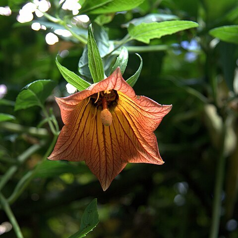 Canarina unspecified picture