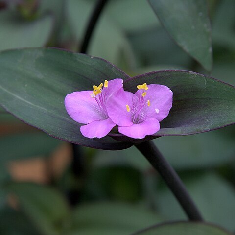 Tradescantia brevifolia unspecified picture