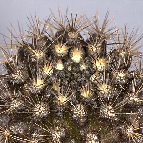 Eriosyce taltalensis unspecified picture