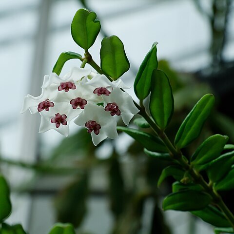 Hoya vaccinioides unspecified picture