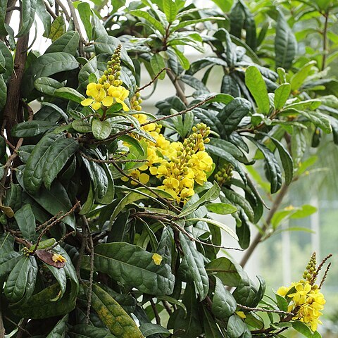 Acridocarpus unspecified picture