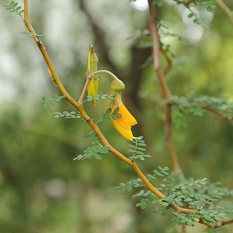 Sophora prostrata unspecified picture