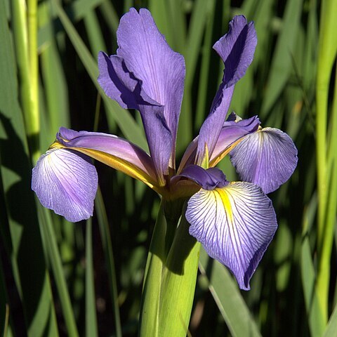 Iris notha unspecified picture