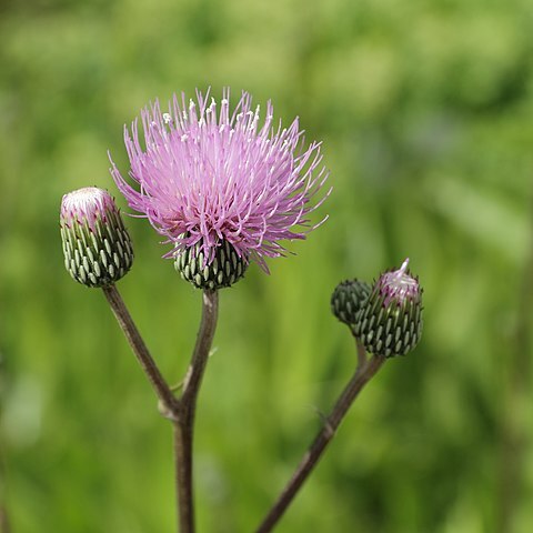 Klasea pinnatifida unspecified picture