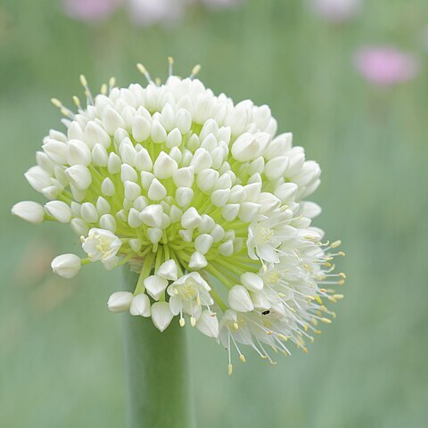 Allium pskemense unspecified picture