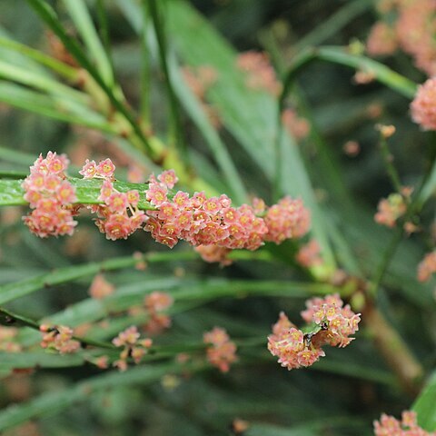 Phyllanthus angustifolius unspecified picture