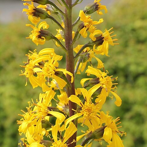 Ligularia wilsoniana unspecified picture