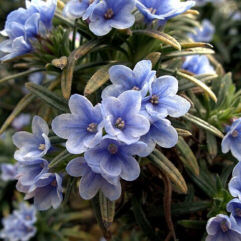 Lithodora zahnii unspecified picture