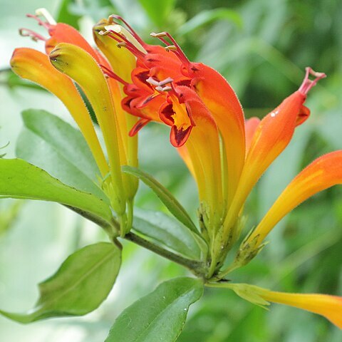 Aeschynanthus speciosus unspecified picture