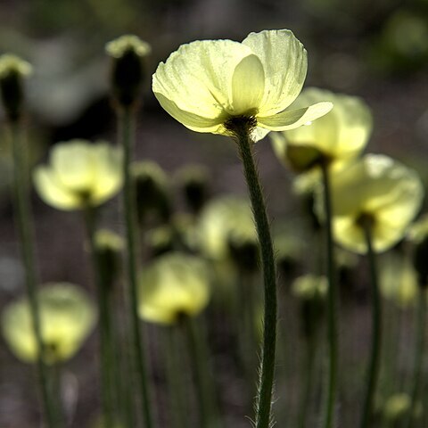 Papaver laestadianum unspecified picture