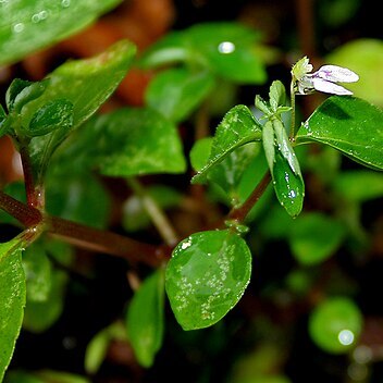 Impatiens oppositifolia unspecified picture