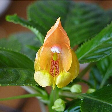 Impatiens auricoma unspecified picture